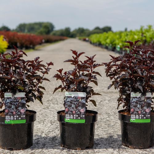 [P] Physocarpus opulifolius PANTHER (PBR) cont. 3,6L 20-25 cm +ф