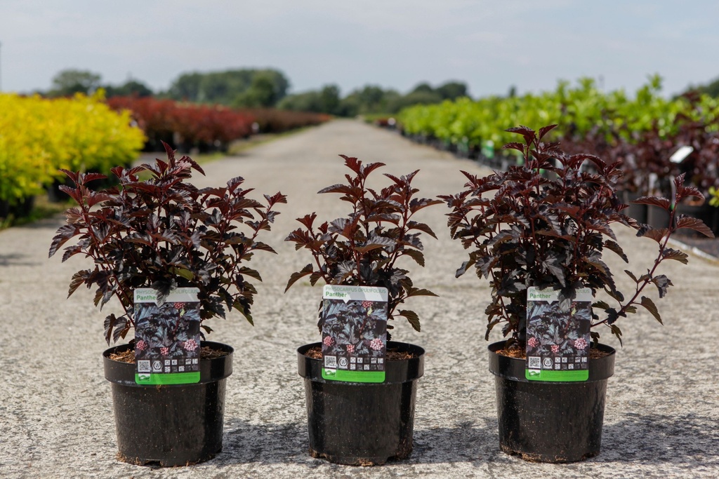 Physocarpus opulifolius PANTHER (PBR) cont. 3,6L 20-25 cm +f