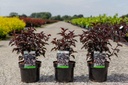 Physocarpus opulifolius PANTHER (PBR) cont. 3,6L 20-25 cm +f