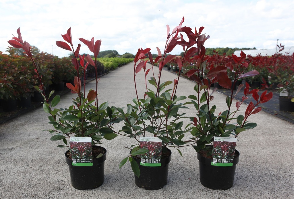 [P] Photinia fraseri 'Red Robin' cont. 3,6L 40-60 cm +p