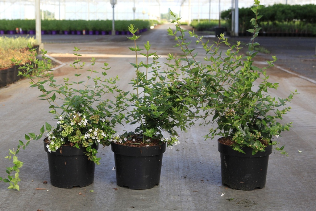 [P] Abelia grandiflora 'Raspberry Profusion' (PBR) cont. 3,6L 30/+ cm +ф