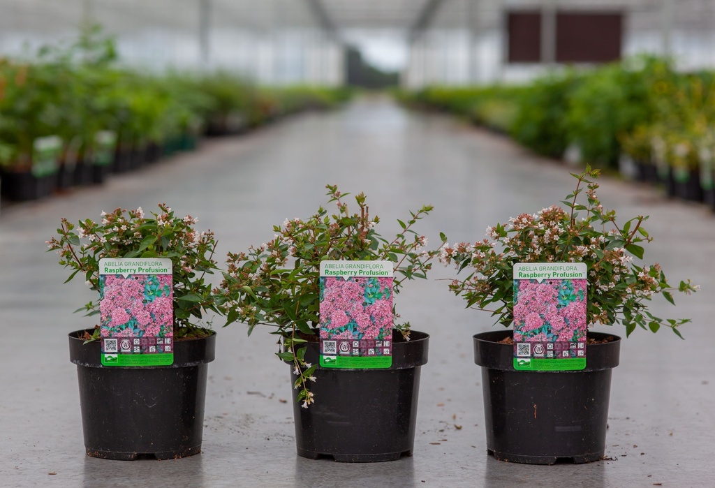 Abelia grandiflora 'Raspberry Profusion' (PBR) cont. 3,6L 30/+ cm +B