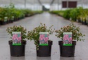 Abelia grandiflora 'Raspberry Profusion' (PBR) cont. 3,6L 30/+ cm +ф