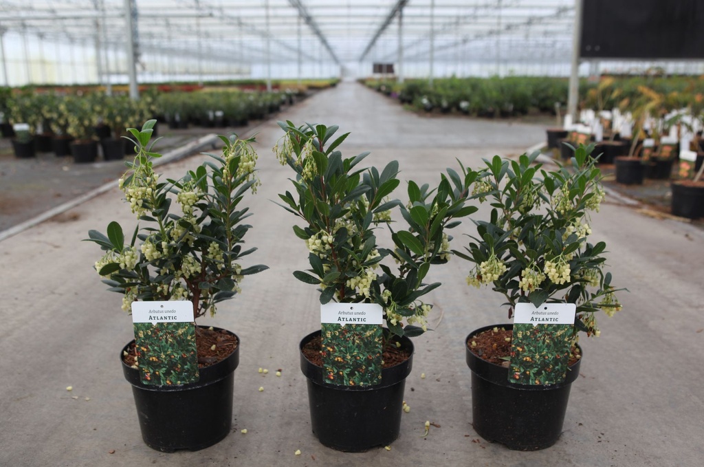 Arbutus unedo 'Atlantic' cont. 3,6L 30-40 cm +p