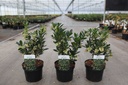 Arbutus unedo 'Atlantic' cont. 3,6L 30-40 cm +p