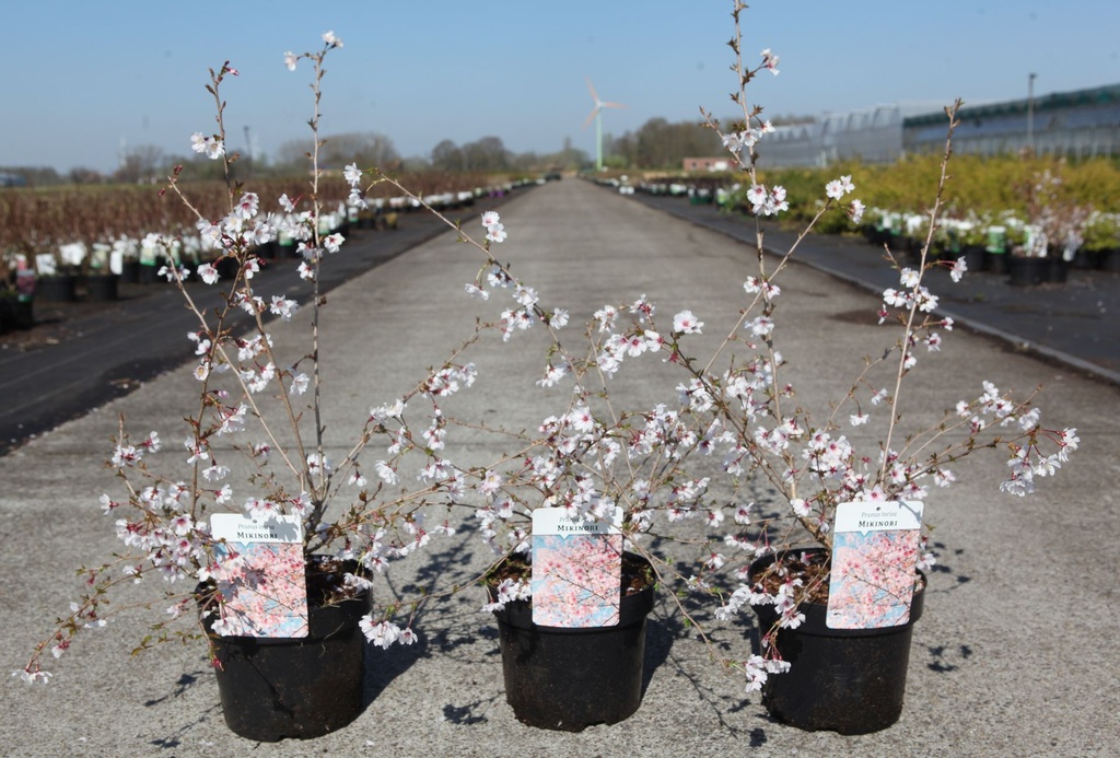 [P] Prunus incisa 'Mikinori' cont. 3,6L 30-40 cm +ф