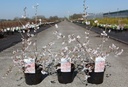 Prunus incisa 'Mikinori' cont. 3,6L 30-40 cm +B