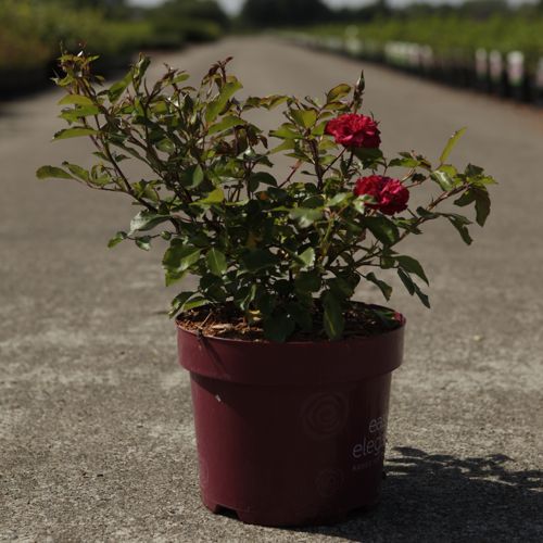 Rosa 'Mystic Fairy' Easy Elegance® cont. 3,6L deco +B