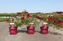 Rosa 'Mystic Fairy' Easy Elegance® Kont. 3,6L Deko +B