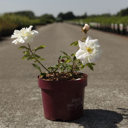 Rosa 'Macy's Pride' Easy Elegance® cont. 3,6L deco +ф