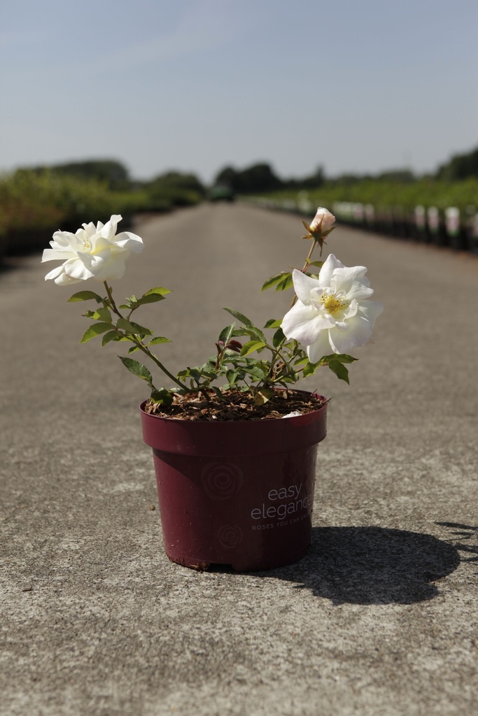 Rosa 'Macy's Pride' Easy Elegance® cont. 3,6L deco +p
