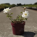 Rosa 'Macy's Pride' Easy Elegance® cont. 3,6L deco +p