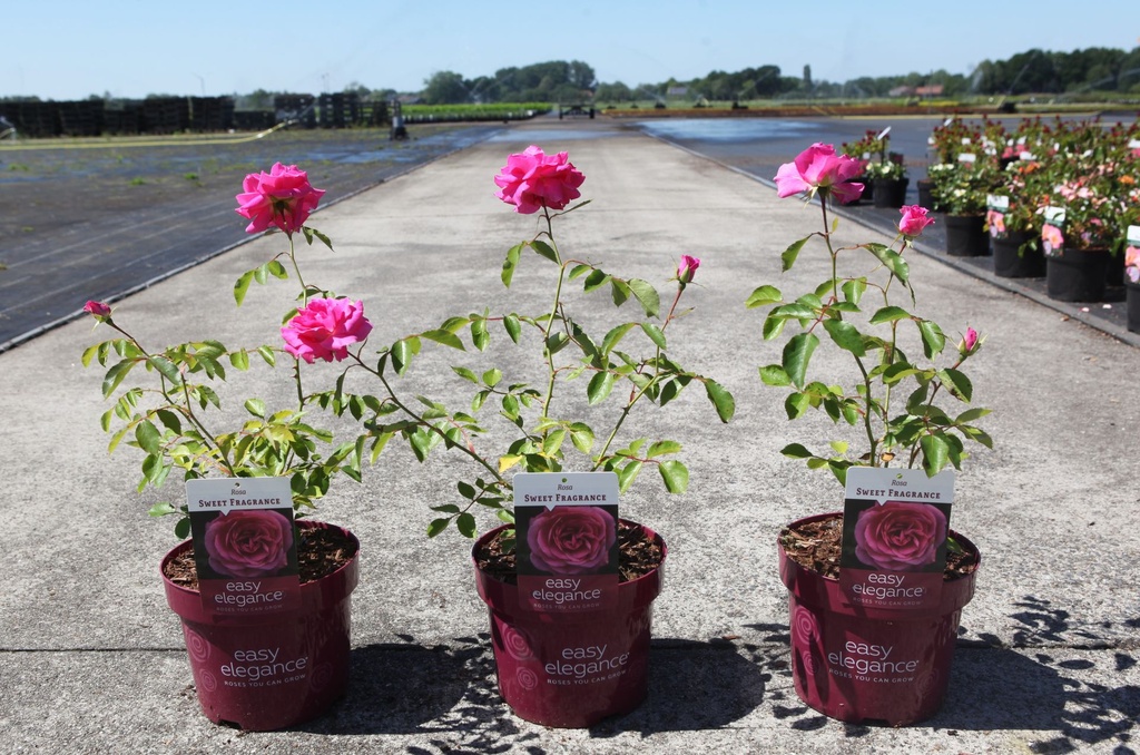 Rosa 'Sweet Fragrance' Easy Elegance® cont. 3,6L deco +B