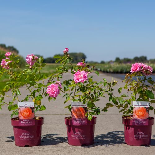 [P] Rosa 'Sweet Fragrance' Easy Elegance® cont. 3,6L deco +p