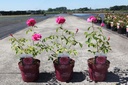 Rosa 'Sweet Fragrance' Easy Elegance® cont. 3,6L deco +p