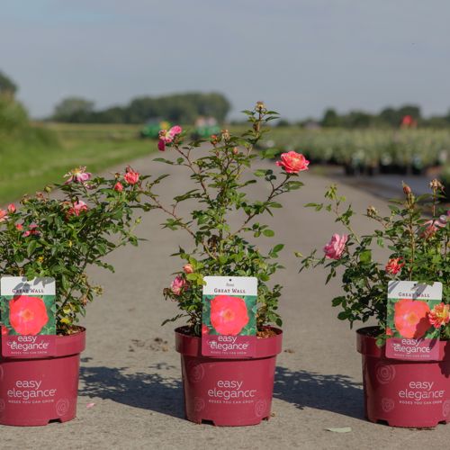 [P] Rosa 'Great Wall' Easy Elegance® cont. 3,6L deco +ф