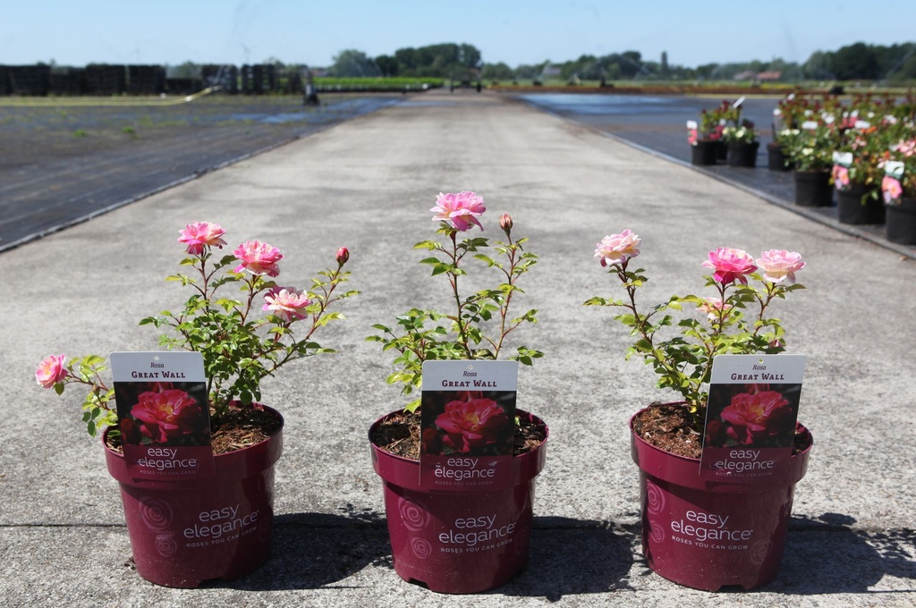 Rosa 'Great Wall' Easy Elegance® cont. 3,6L deco +B