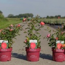Rosa 'Great Wall' Easy Elegance® cont. 3,6L deco +B