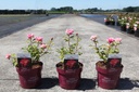 Rosa 'Great Wall' Easy Elegance® cont. 3,6L deco +p
