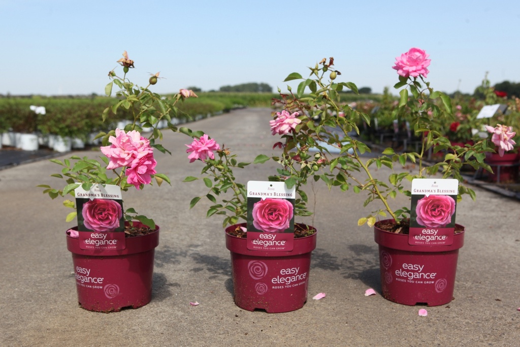 Rosa 'Grandma's Blessing' Easy Elegance® cont. 3,6L deco +ф