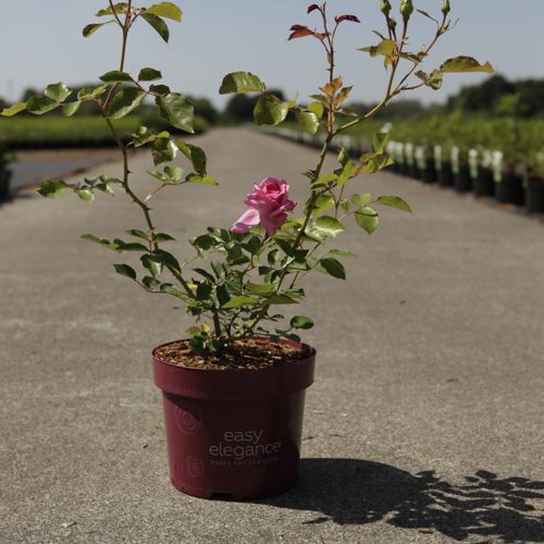 [P] Rosa 'Grandma's Blessing' Easy Elegance® cont. 3,6L deco +p