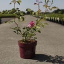 Rosa 'Grandma's Blessing' Easy Elegance® cont. 3,6L deco +p