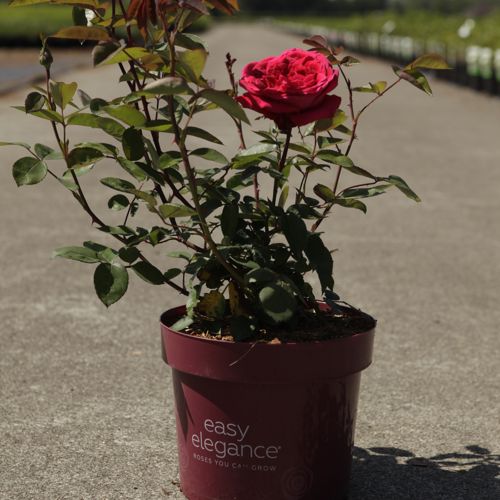[P] Rosa 'Kashmir®' EASY ELEGANCE® cont. 3,6L deco +p