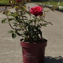 Rosa 'Kashmir®' EASY ELEGANCE® cont. 3,6L deco +ф