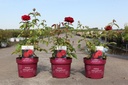 Rosa 'Kashmir®' EASY ELEGANCE® cont. 3,6L deco +B