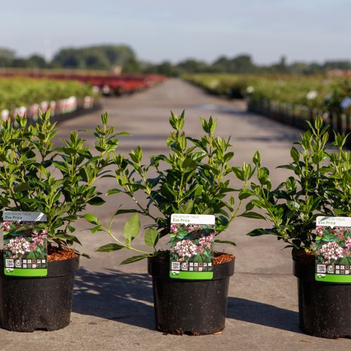 Viburnum tinus 'Eve Price' cont. 3,6L 30-40 cm +ф