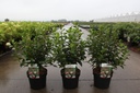 Viburnum tinus 'Eve Price' cont. 3,6L 30-40 cm +ф