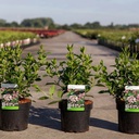 Viburnum tinus 'Eve Price' cont. 3,6L 30-40 cm +p