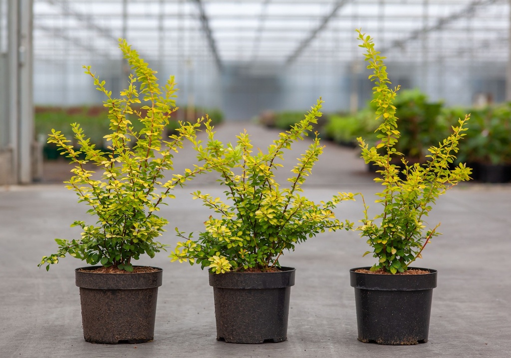 [P] Berberis thunbergii 'Aurea' cont. 3,6L 30-40 cm +B