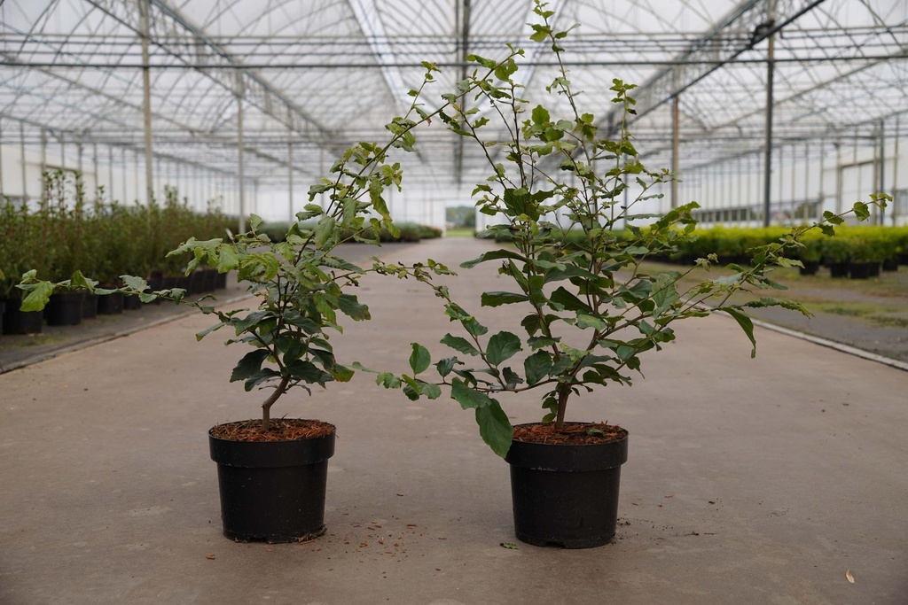 [P] Parrotia persica Kont. 3,6L 60-80 cm +B