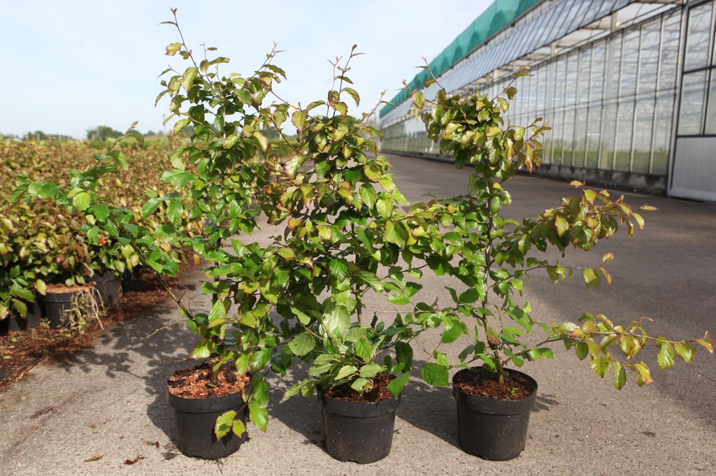 Parrotia persica cont. 3,6L 60-80 cm +f