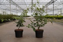 Parrotia persica kont. 3,6L 60-80 cm +f