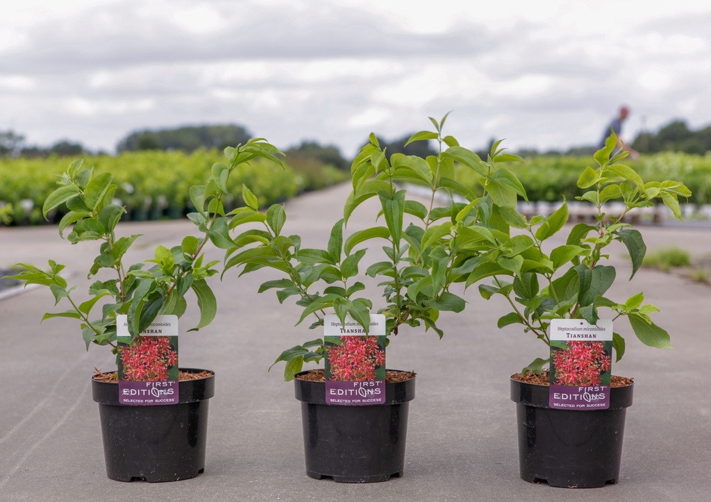 Heptacodium miconioides First Editions® TIANSHAN (PBR) cont. 3,6L 40-50 cm +B