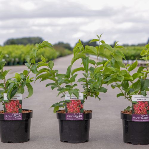 Heptacodium miconioides First Editions® TIANSHAN (PBR) cont. 3,6L 40-50 cm +B