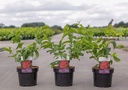 Heptacodium miconioides First Editions® TIANSHAN (PBR) cont. 3,6L 40-50 cm +B