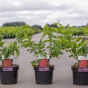 Heptacodium miconioides First Editions® TIANSHAN (PBR) cont. 3,6L 40-50 cm +p