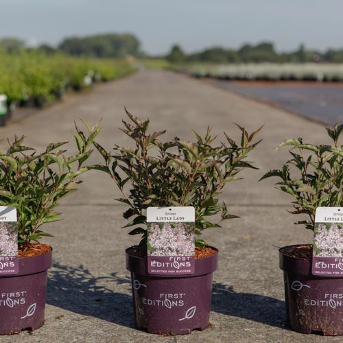 [P] Syringa First Editions® LITTLE LADY cont. 3,6L deco 20/+ cm +ф