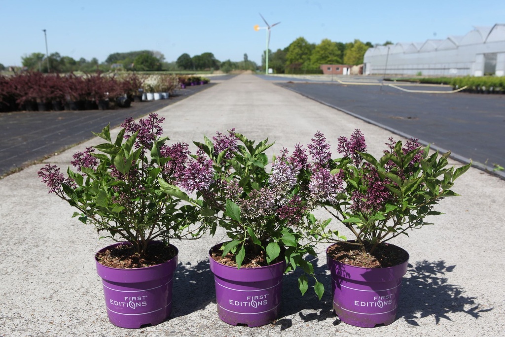 Syringa First Editions® LITTLE LADY cont. 3,6L deco 20/+ cm +p