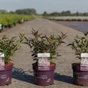 Syringa First Editions® LITTLE LADY cont. 3,6L deco 20/+ cm +ф