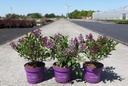 Syringa First Editions® LITTLE LADY cont. 3,6L deco 20/+ cm +p