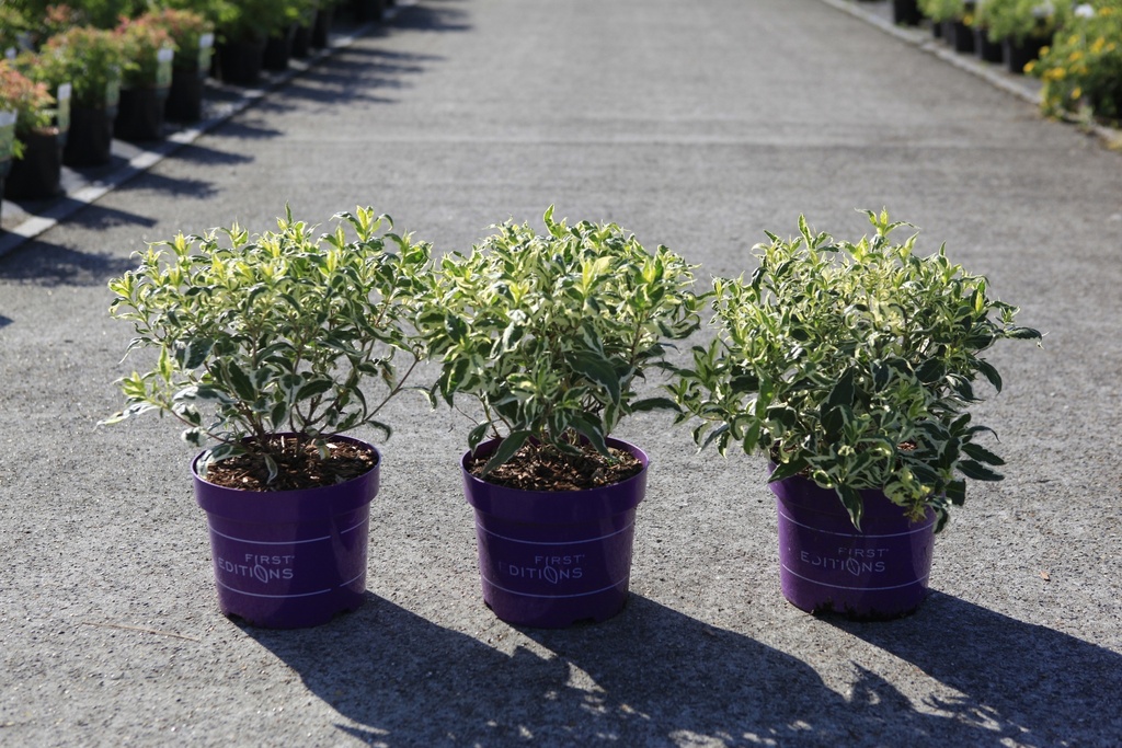 Diervilla sessilifolia First Editions® COOL SPLASH® (PBR) cont. 3,6L deco 30-40 cm +f