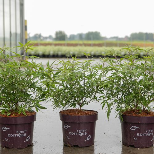 [P] Vitex agnus-castus First Editions® 'Delta Blues®' cont. 3,6L deco 30/+ cm +ф
