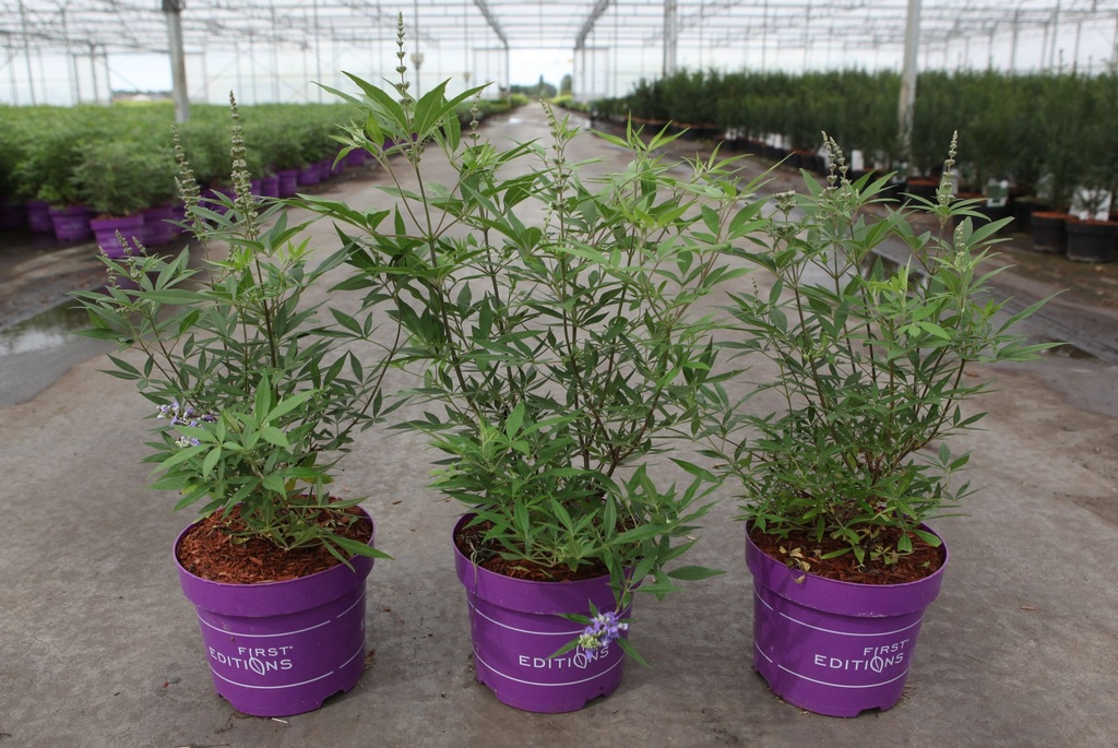 Vitex agnus-castus First Editions® 'Delta Blues®' cont. 3,6L deco 30/+ cm +p