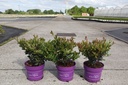 Distylium First Editions® 'Coppertone®' cont. 3,6L deco 30-40 cm +p