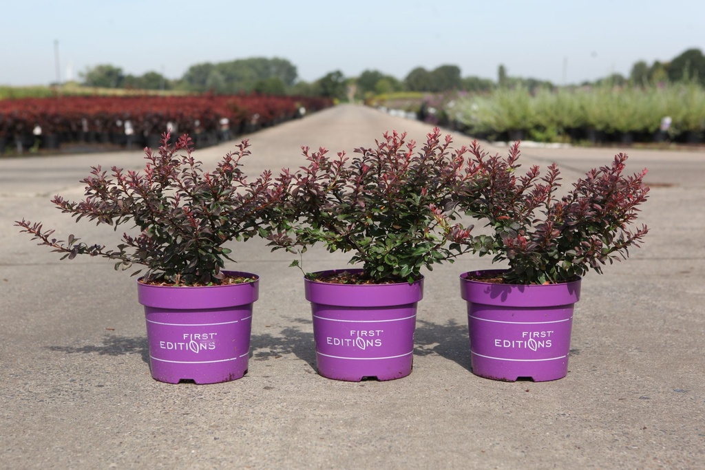 [P] Berberis thunbergii First Editions® 'Cabernet®' cont. 3,6L deco 25-30 cm +p