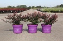 Berberis thunbergii First Editions® 'Cabernet®' cont. 3,6L deco 25-30 cm +ф